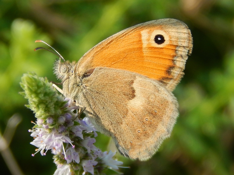 Coenonympha?